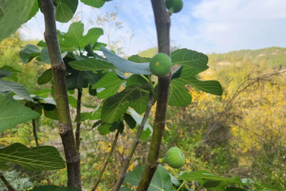 İncir de mevsimleri şaşırdı, ağaçlar meyve verdi