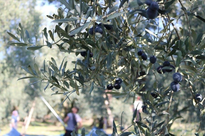 Marmarabirlik'te yeni hedef Orta Doğu pazarı