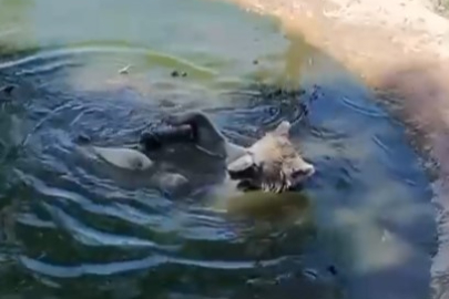 Bursa’da kış uykusu öncesi son keyif!