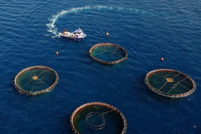 Doğu Karadeniz'den 10 ayda 29 ülkeye su ürünü ihraç edildi
