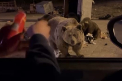 Uludağ’da korku dolu anlar: Beslemek istediği ayının saldırısını uğradı