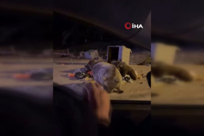 Uludağ’da da korku dolu anlar: Beslemek istediği ayının saldırısını uğradı