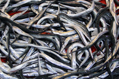 7 balık türü daha tescillendi