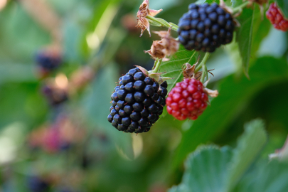 Bursa Büyükşehir'den üreticiye fide desteği