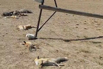 Van'da korkunç manzara! Dehşeti bir vatandaş görüntüledi