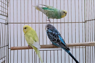 Petshoplarda yaban hayvanı satışı için ruhsat şartı