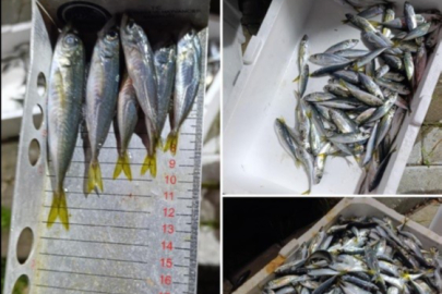 Bursa'da 33 kasa balığa el konuldu