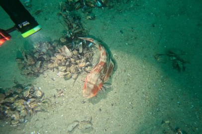 Marmara Denizi'nin ekolojik yapısı mercek altında