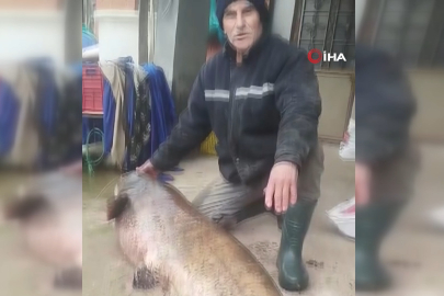 Olayın adresi Bursa: 65 kiloluk dev balık görenleri şaşkına çevirdi
