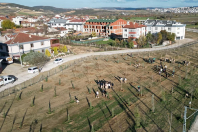 Bursa'da 572 fidanlı koruluk Akhisar'a nefes olacak