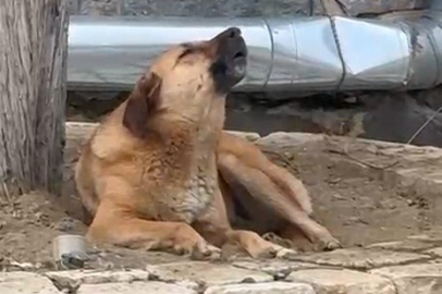 Bursa'da ezana uluyan sokak köpeği dikkat çekti