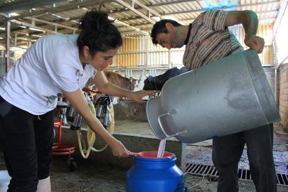 Şap hatalığı süt fiyatlarını etkiler mi?