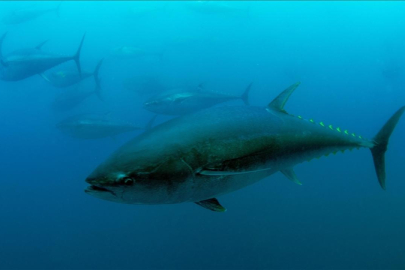 Mavi yüzgeçli orkinos kotası 3 bin 95 tona yükseldi