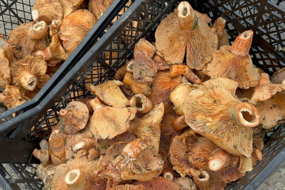 Bursa'da mantarın fiyatı 300 liradan 100 liraya düştü