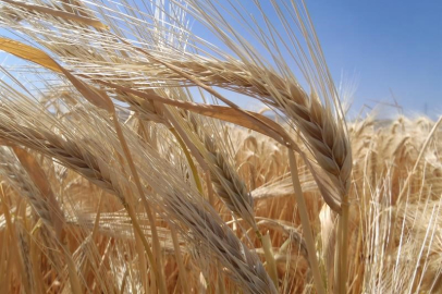 Kuraklık arpa ekimini artırdı