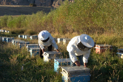 Arıcılık için mesleki standart geliyor