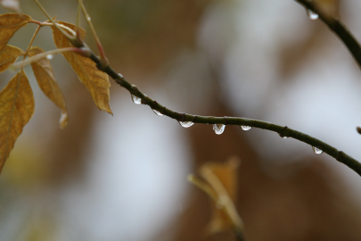 Bursalı çiftçilerin yağışlarla yüzü güldü