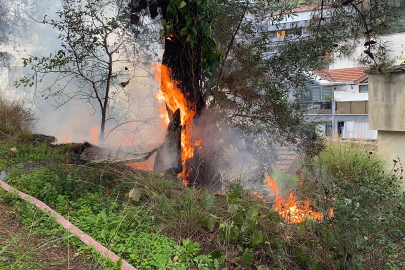 Bursa'da korkutan yangın: Çamlık alan alev aldı!