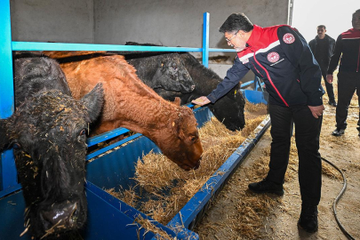 Kırmızı et üretimini artıracak proje meyvelerini vermeye başladı