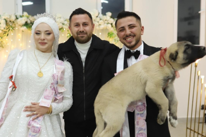 Düğünde gelin ve damada takı yerine çoban köpeği hediye edildi