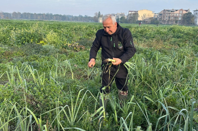 Bursa'da ata tohumundan ilaç kullanılmadan üretiliyor