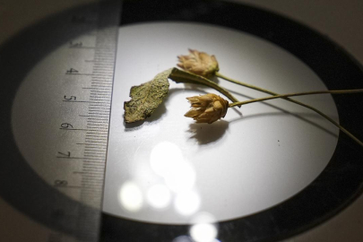 Denizli'de yeni bitki türü keşfedildi