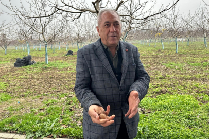 Dönümü 500 bin liraya ulaşan ceviz bahçelerine yatırım yapıyorlar