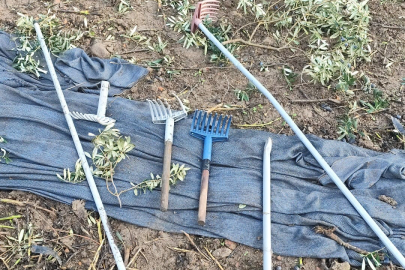 Bursa'da hırsızlar gözünü zeytine dikti!