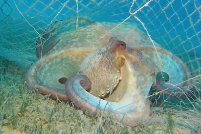 Hayalet ağlarla mücadelede 420 milyon metrekare alan tarandı