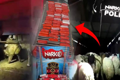 Koyunların karnına uyuşturucu sakladılar