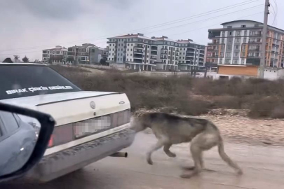 Köpeği aracın arkasına bağlayarak seyretti