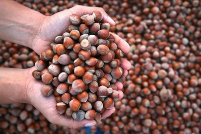 Kar fındıkta soğuklama sürecine katkı sağladı