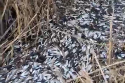 Bursa'da korkutan görüntü: Binlerce balık ölü bulundu