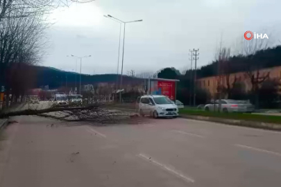 Bursa'da seyir halindeki araçların üzerine ağaç devrildi