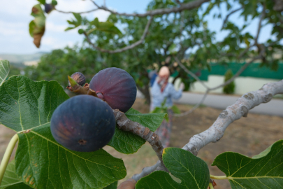 Bursa Siyah İnciri dünya sofralarında: İhracatta yüzde 12,3 artış!