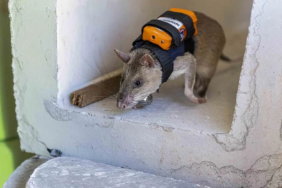 Afetlerde yeni umut: Eğitimli fareler enkazda can kurtaracak
