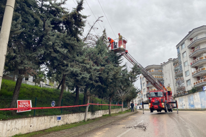 Bursa'da lodos ağacı devirdi, elektrik hatları zarar gördü
