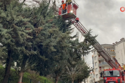 Bursa'da lodos ağacı devirdi, elektrik hatları zarar gördü