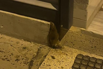 Dükkanı istila ettiler... Vatandaşları isyan ettiren koku!