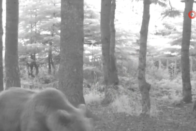 Bozayı ailesi, fotokapana yakalandı