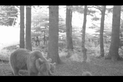 Bursa'da ayı ailesi fotokapana yakalandı