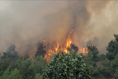 Bursa'da orman yangını çıkaran sanığın cezası belli oldu