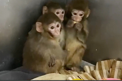 Bursa'da 3 makak maymunu koruma altına alındı