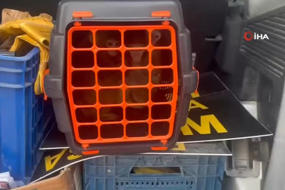 Bursa'da 3 makak maymunu koruma altına alındı