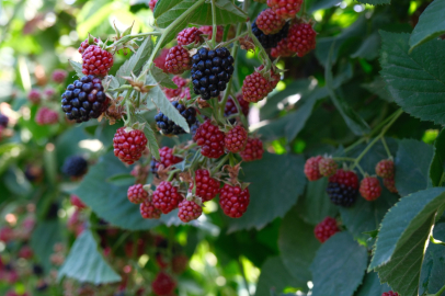 Kestel’de tarıma Sırbistan dokunuşu: Gelir artışı hedefleniyor