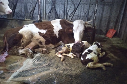 Bursa’da aynı ahırda acı ve sevinç bir arada