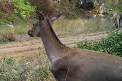 Bursa'nın kızıl geyikleri fotokapana takıldı