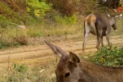 Bursa'nın kızıl geyikleri fotokapana takıldı