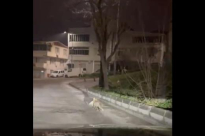 Bursa’da gece yarısı tilki, ağzında kediyle sokakta görüntülendi