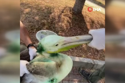 Bursa'da tedavisi tamamlanan ak pelikan doğaya salındı